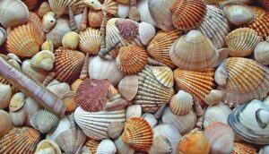 seashell g2a805dd5b 640