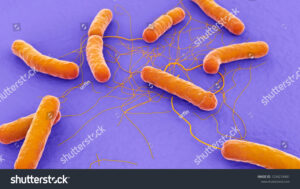 stock photo bacillus cereus d illustration 1234218481