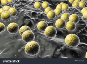 stock photo bacteria micrococcus luteus d illustration gram positive cocci arranged in tetrads or irregular 1347285398