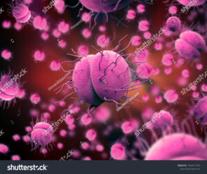 stock photo bacteria neisseria gonorrhoeae or neisseria meningitidis gonococcus and meningococcus d 1403517185 1