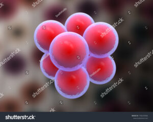 stock photo cocci shape of bacteria its called sarcina d stem cell it is mature cells ready to split in 1706239366