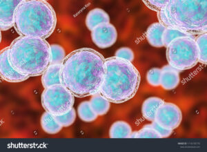 stock photo moraxella catarrhalis bacteria d illustration gram negative aerobic bacterium diplococcus 1116150170 1