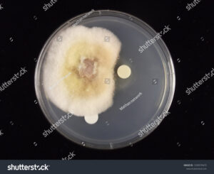 stock photo plate assay of antifungal activity of bacillus amyloliquefaciens 1339570475