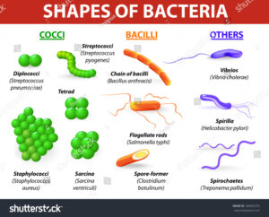 stock vector common bacteria infecting human vector illustration bacteria are classified into groups 160035755