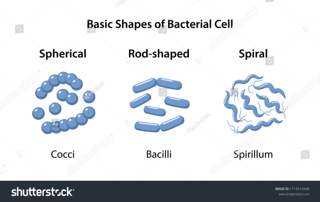 7+ Cocci Bacteria Examples: Detailed Explanation And Images – Lambda Geeks