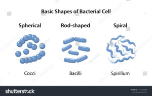 basic shape of bacteria: spherical, rod shaped and spirillum