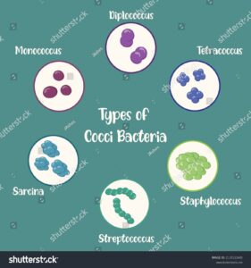 cocci bacteria 