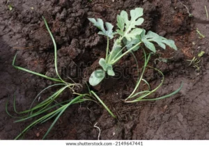 watermelon planting vegetable garden when 600w 2149647441