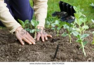 woman planting out broad bean 600w 1867934026 1