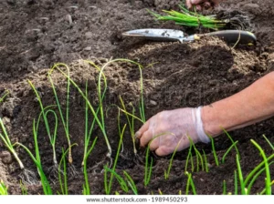 woman spends early spring planting 600w 1989450293