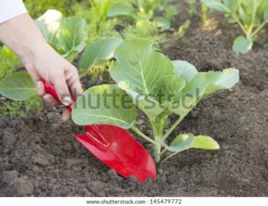 woman working garden planting cabbage 600w 145479772