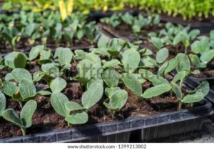 young squash cultivation seed trays 600w 1399213802