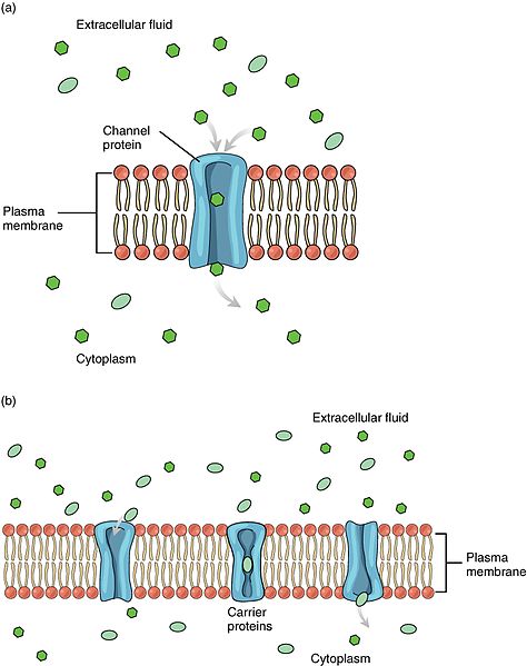 0306 Facilitated Diffusion