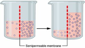 osmotic pressure example