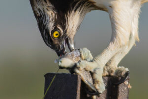 1024px Osprey eating a fish