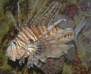 1024px Red Lionfish Pterois volitans Left Side 2460px