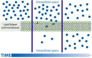 Cell Membrane Structure In Animal Cell: Complete Guide