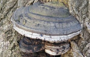 1200px Fomes fomentarius tinder fungus Newark Ohio USA 2