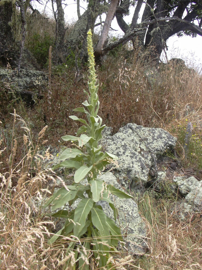 1200px Starr 040723 0030 Verbascum thapsus