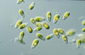 Dunaliella salina as an example of colonial algae