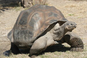 1280px Galapagos giant tortoise Geochelone elephantopus