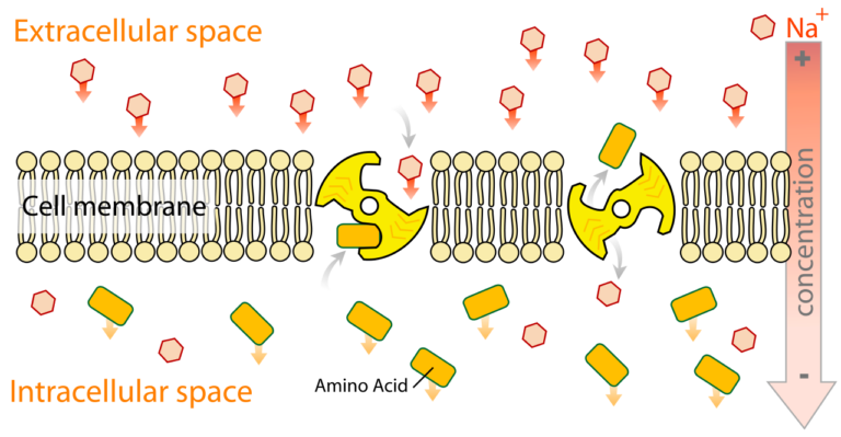 Cell Membrane Structure In Animal Cell: Complete Guide ! – Lambda Geeks