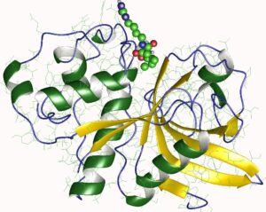 plant enzyme example