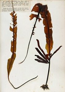 brown algae examples