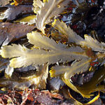 220px Fucus serratus2