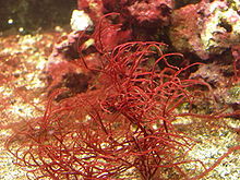 Gracilaria as marine algae example