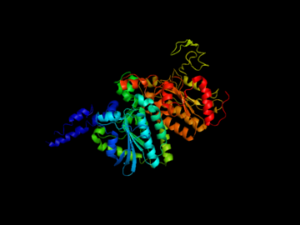 ligase enzyme example