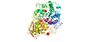 microbial enzyme example