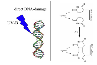 lyase enzyme example
