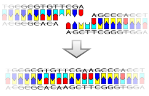 ligase enzyme example