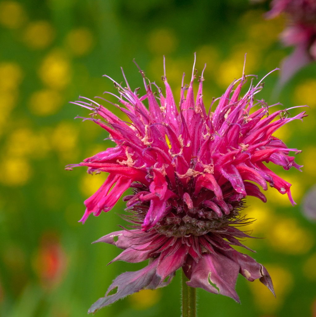 perennial plant example