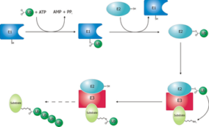 ligase enzyme example