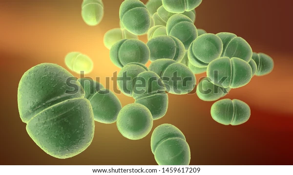 3d illustration showing enterococcus faecalis 600w 1459617209