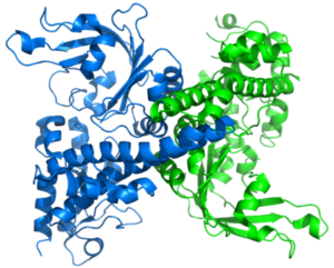 restriction enzyme example