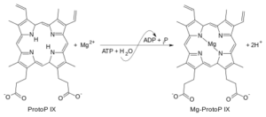 ligase enzyme example