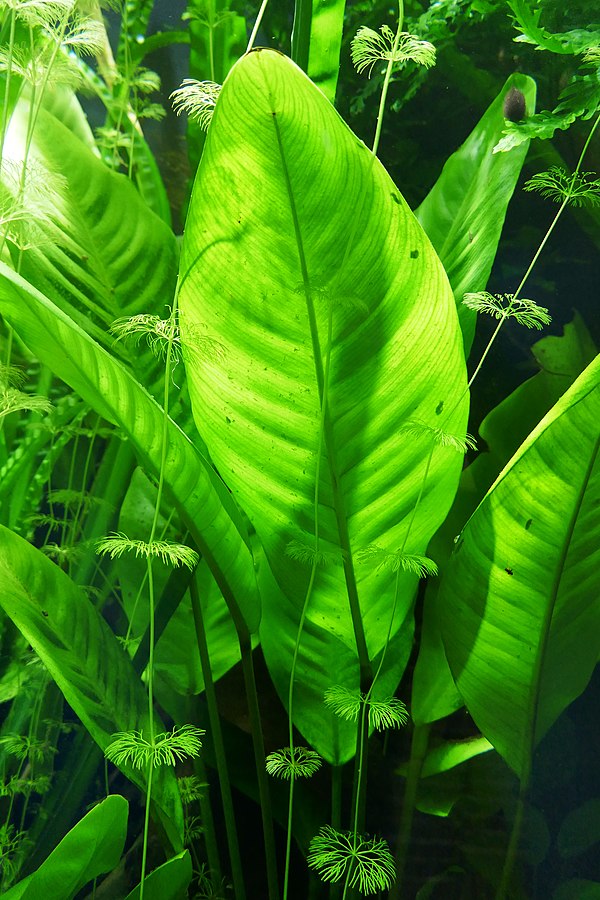 600px Anubias barteri var. glabra Jardin botanique de Berlin 1