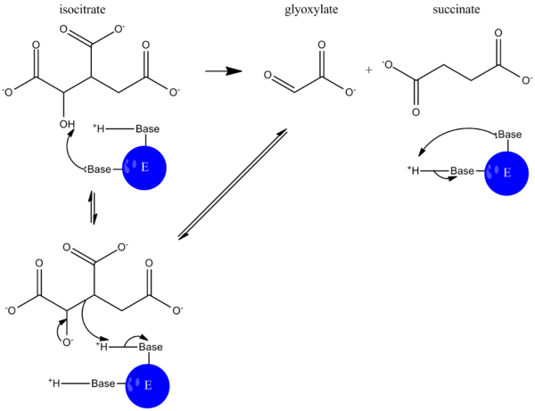 lyase enzyme example