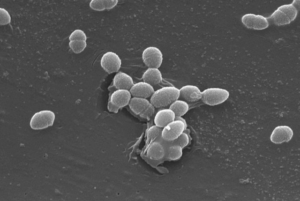 spherical bacteria examples