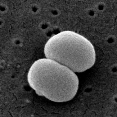 staphylococcus bacteria examples