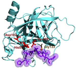 catabolic enzyme example