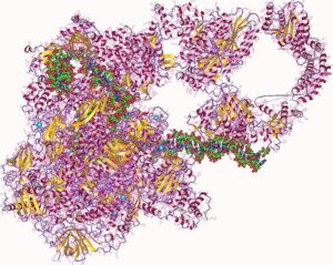 anabolic enzyme examples