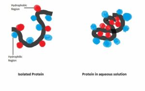 800px Cartoon of protein hydrophobic interaction