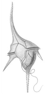  Ceratium as marine algae example