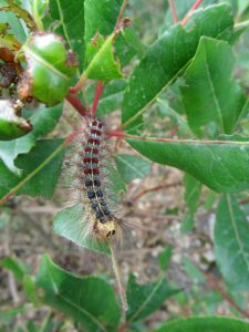 800px Gypsy moth caterpillar eating leaves