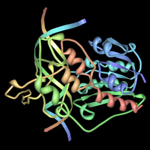 restriction enzyme example