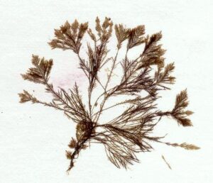 800px Halopteris filicina herbarium item